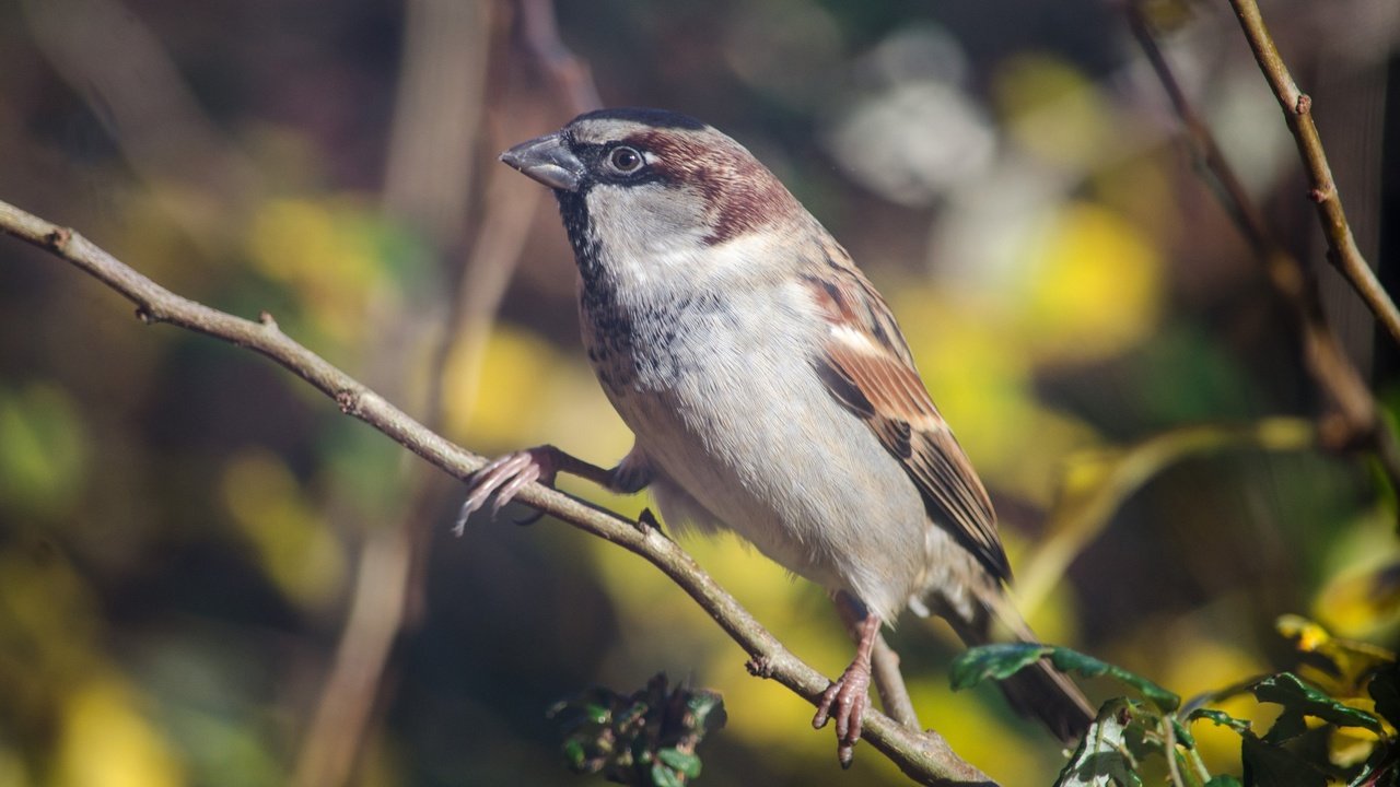 Обои ветка, птица, клюв, воробей, перья, животное, branch, bird, beak, sparrow, feathers, animal разрешение 2880x1755 Загрузить