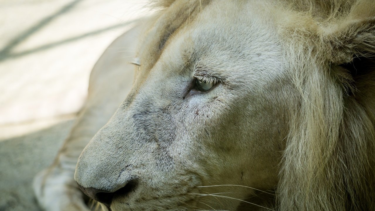 Обои морда, хищник, профиль, большая кошка, лев, белый лев, face, predator, profile, big cat, leo, white lion разрешение 6000x4000 Загрузить