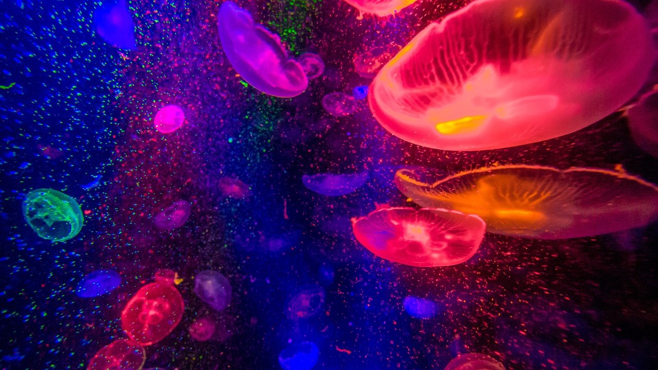 Обои медуза, медузы, подводный мир, medusa, jellyfish, underwater world разрешение 4608x3456 Загрузить
