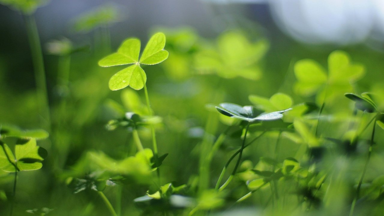 Обои природа, клевер, листья, размытость, растение, nature, clover, leaves, blur, plant разрешение 1920x1200 Загрузить