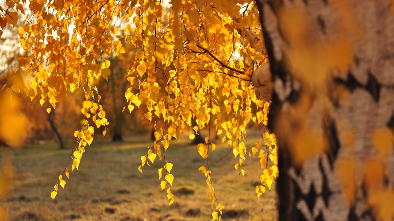 Обои дерево, листья, ветки, осень, береза, солнечный свет, tree, leaves, branches, autumn, birch, sunlight разрешение 4288x2848 Загрузить