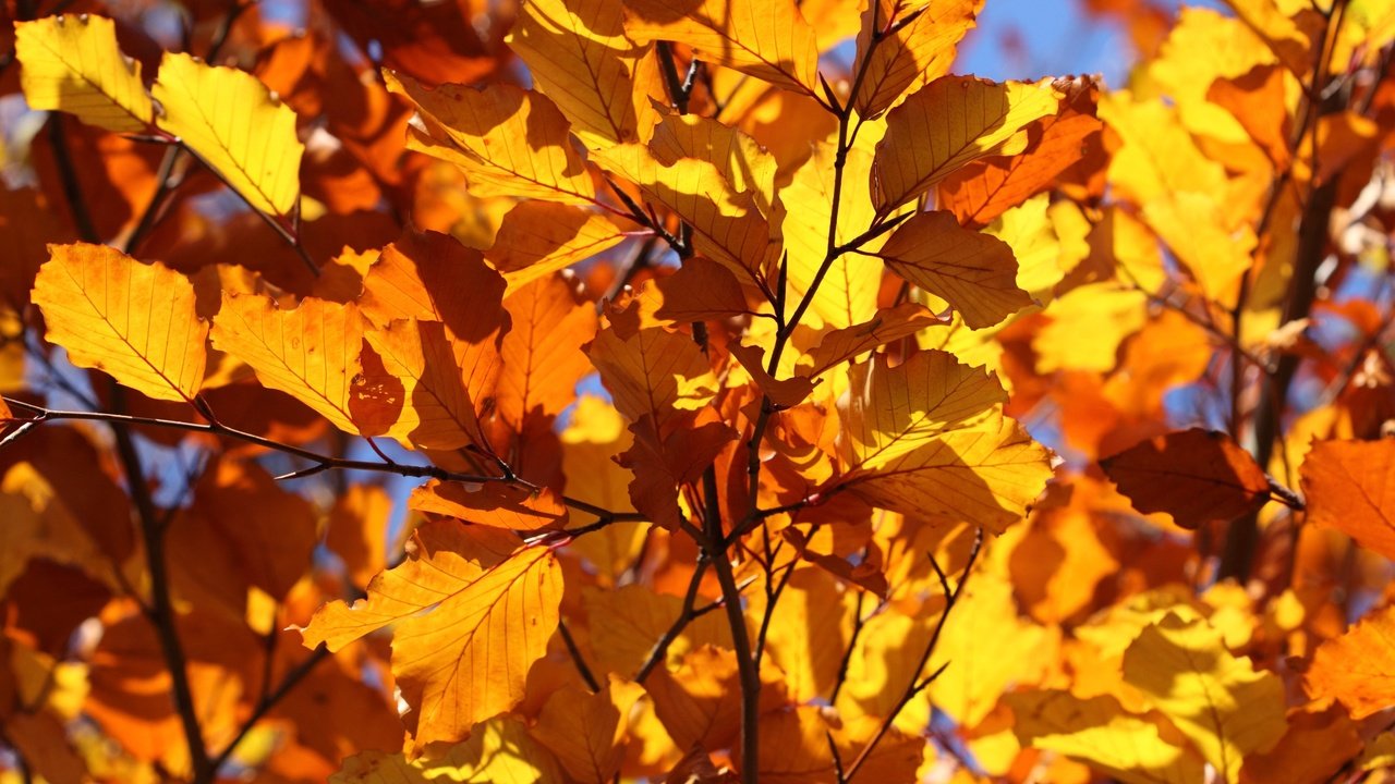 Обои листья, ветки, листва, осень, крупный план, leaves, branches, foliage, autumn, close-up разрешение 4752x3168 Загрузить
