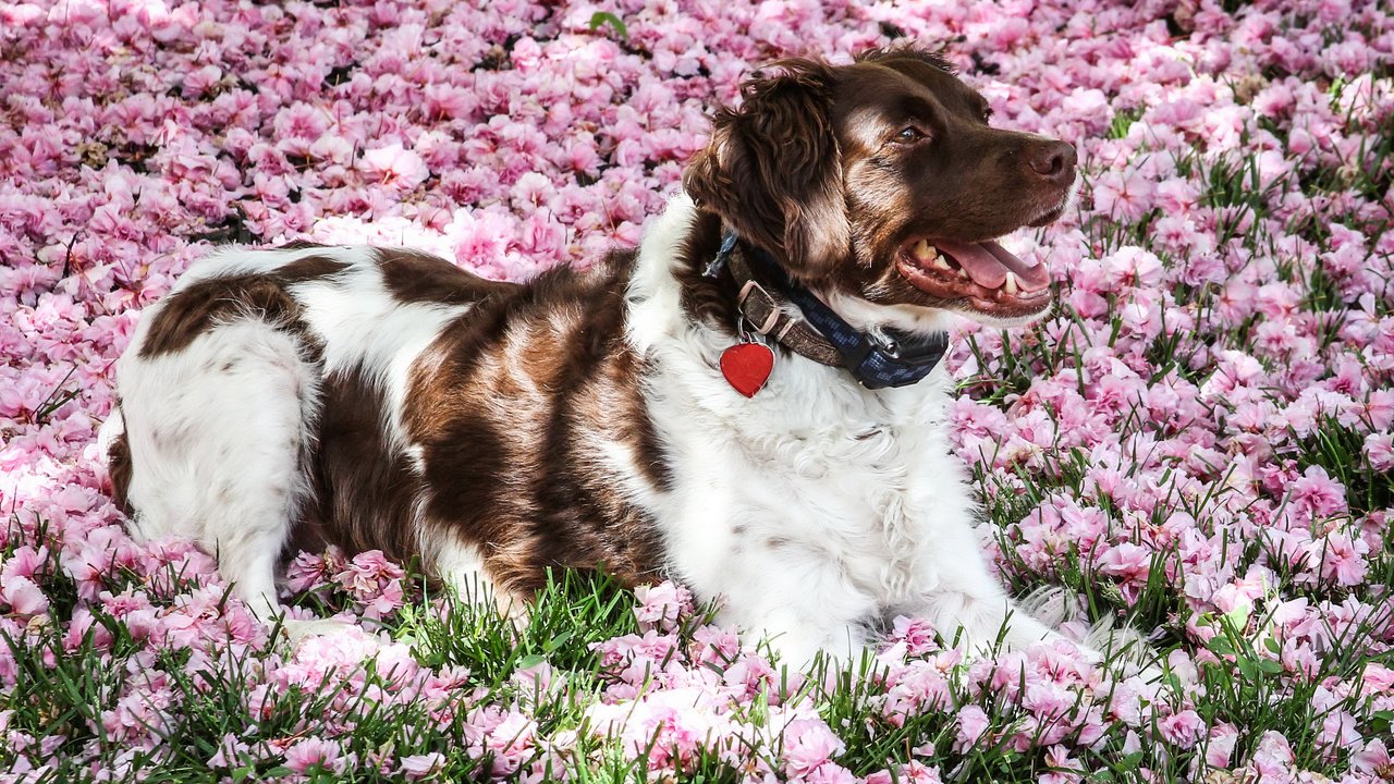 Обои цветы, мордочка, взгляд, собака, ошейник, австралийская овчарка, flowers, muzzle, look, dog, collar, australian shepherd разрешение 2400x1600 Загрузить
