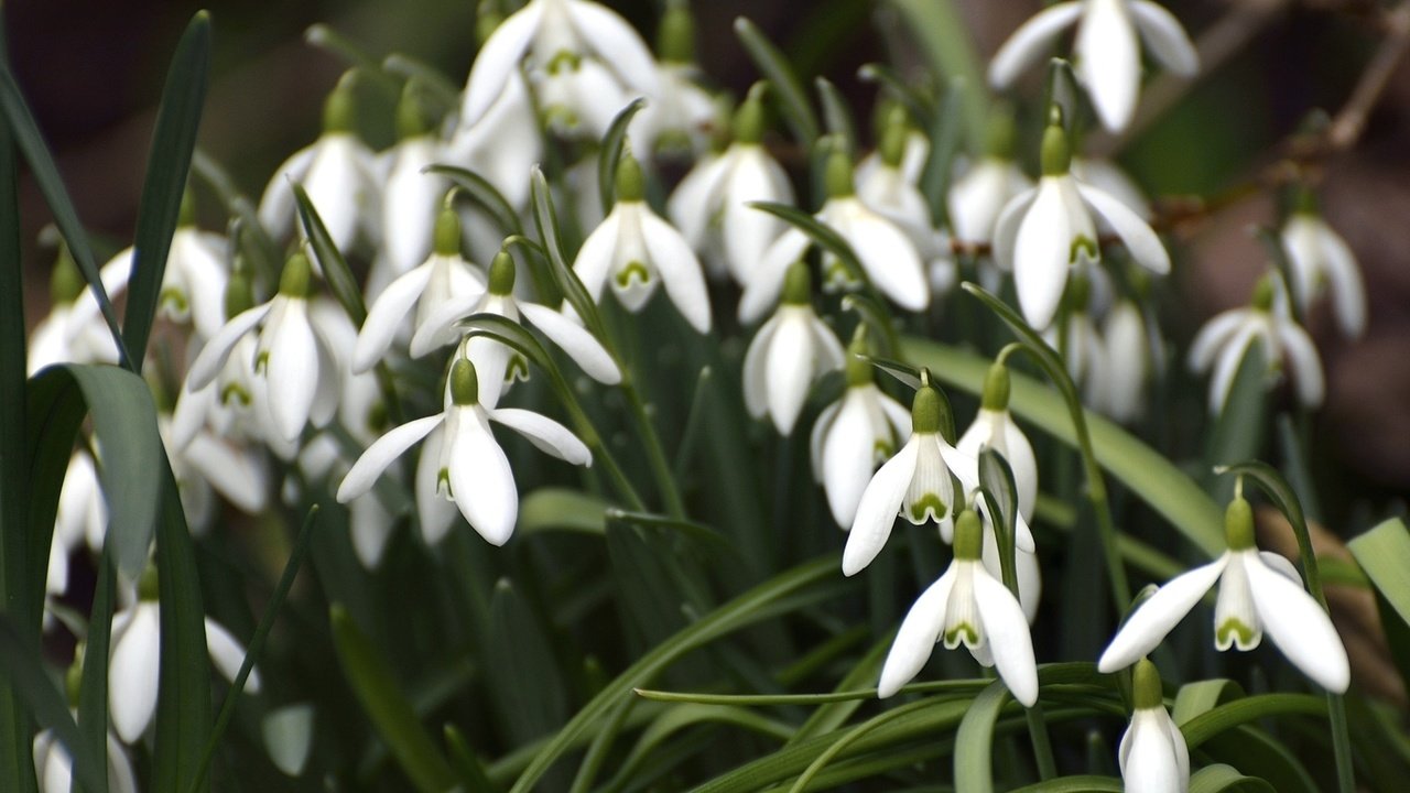 Обои цветы, весна, белые, подснежники, flowers, spring, white, snowdrops разрешение 1920x1278 Загрузить