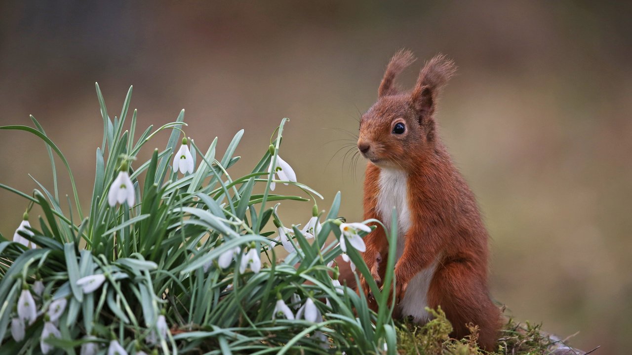 Обои цветы, природа, весна, белка, подснежники, грызун, flowers, nature, spring, protein, snowdrops, rodent разрешение 2048x1266 Загрузить