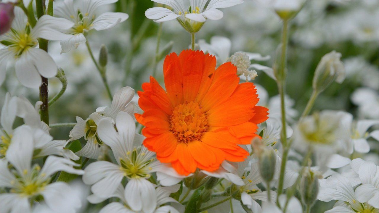 Обои цветы, лепестки, календула, ясколка, flowers, petals, calendula, cerastium разрешение 3004x1887 Загрузить