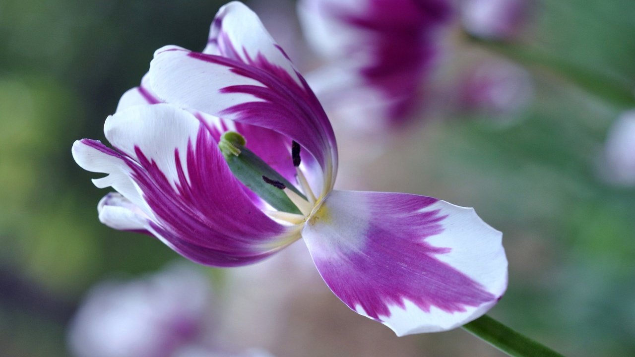 Обои макро, цветок, лепестки, размытость, весна, тюльпан, macro, flower, petals, blur, spring, tulip разрешение 2048x1360 Загрузить