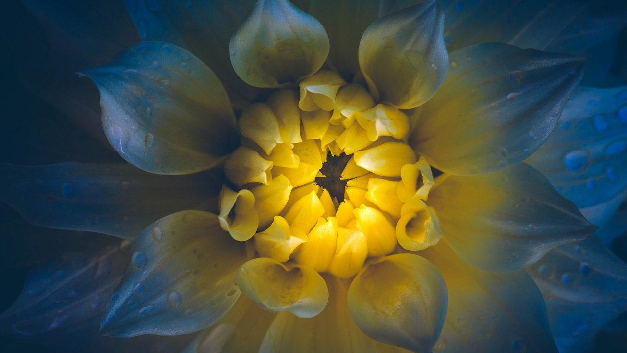 Обои макро, цветок, капли, лепестки, георгин, macro, flower, drops, petals, dahlia разрешение 2048x1152 Загрузить