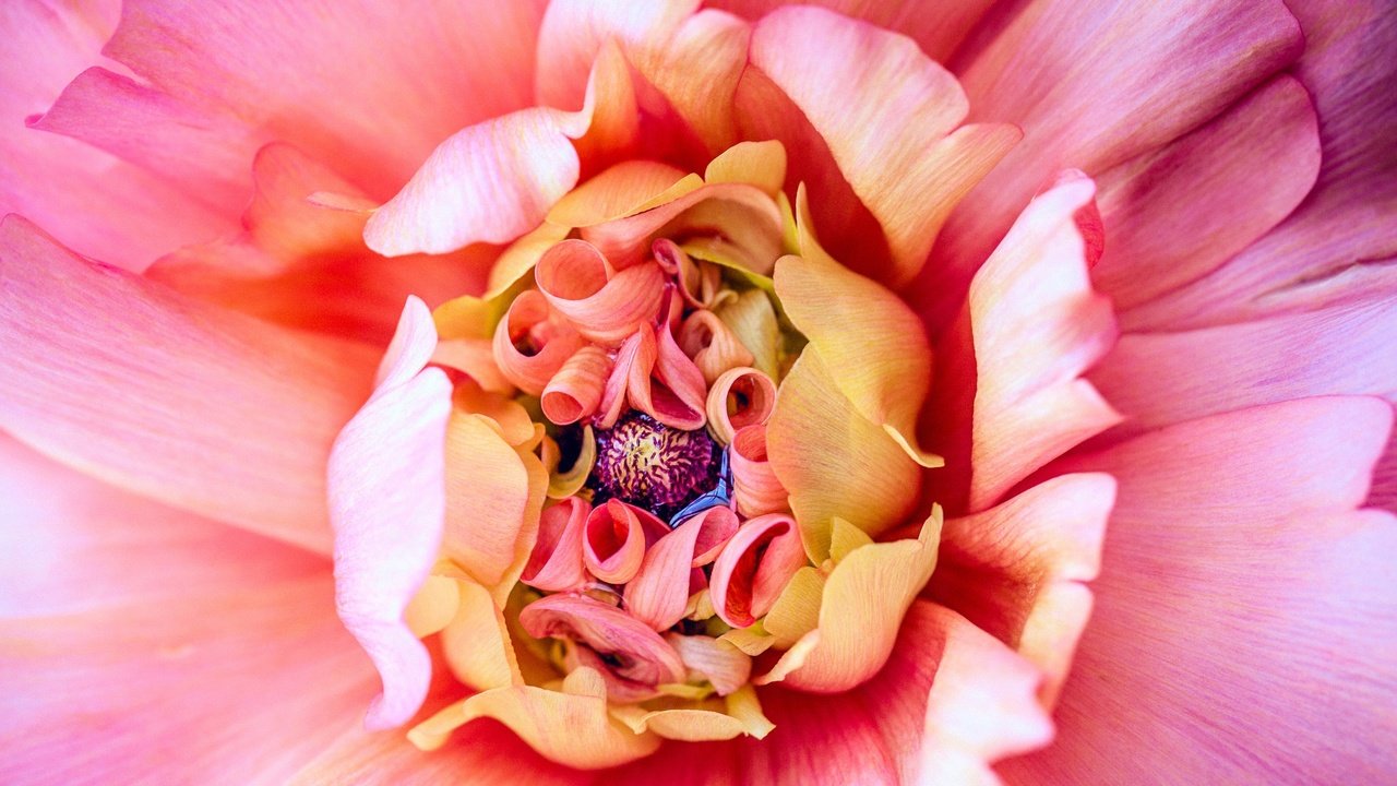 Обои макро, цветок, лепестки, розовый, георгин, macro, flower, petals, pink, dahlia разрешение 2048x1152 Загрузить