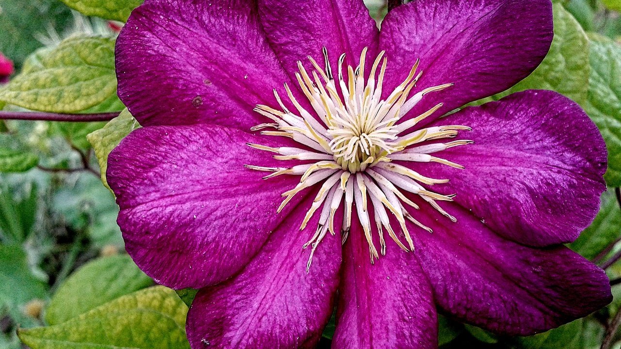 Обои природа, листья, макро, цветок, лепестки, клематис, nature, leaves, macro, flower, petals, clematis разрешение 2560x1920 Загрузить