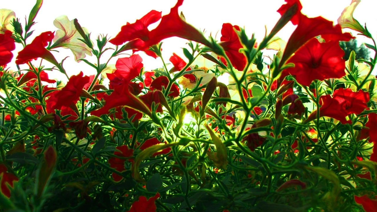 Обои свет, цветы, бутоны, лепестки, красные, стебли, петуния, light, flowers, buds, petals, red, stems, petunia разрешение 2272x1680 Загрузить