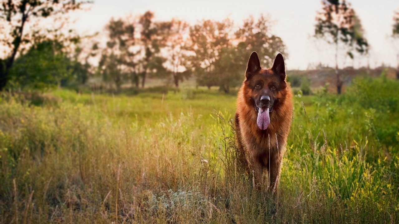 Обои трава, закат, собака, луг, язык, немецкая овчарка, овчарка, grass, sunset, dog, meadow, language, german shepherd, shepherd разрешение 1920x1080 Загрузить