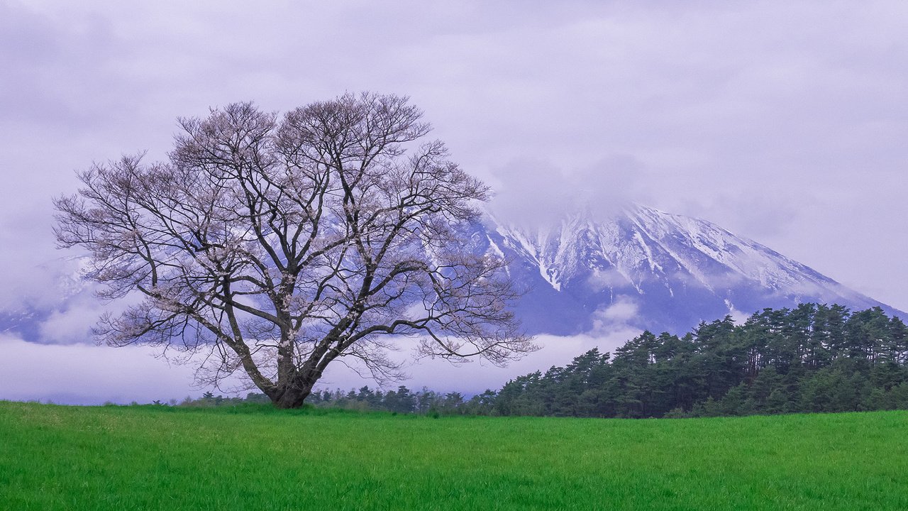 Обои природа, дерево, пейзаж, гора, луг, весна, снежные вершины, nature, tree, landscape, mountain, meadow, spring, snowy peaks разрешение 1920x1080 Загрузить