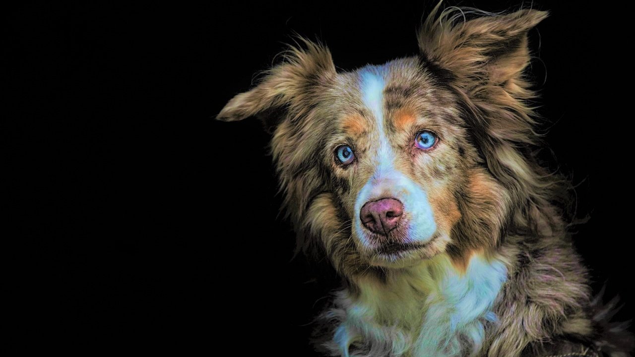 Обои глаза, взгляд, собака, черный фон, австралийская овчарка, eyes, look, dog, black background, australian shepherd разрешение 2560x1709 Загрузить