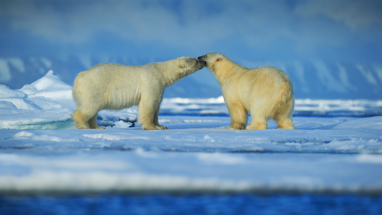 Обои снег, зима, животные, пара, медведи, белый медведь, snow, winter, animals, pair, bears, polar bear разрешение 6000x4000 Загрузить