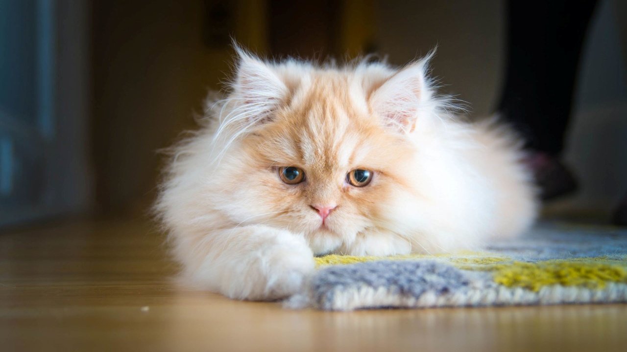 Обои кот, мордочка, кошка, взгляд, котенок, персидская, cat, muzzle, look, kitty, persian разрешение 1920x1200 Загрузить