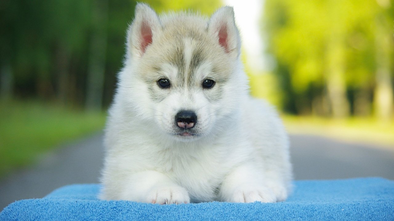 Обои собака, щенок, хаски, dog, puppy, husky разрешение 2880x1800 Загрузить