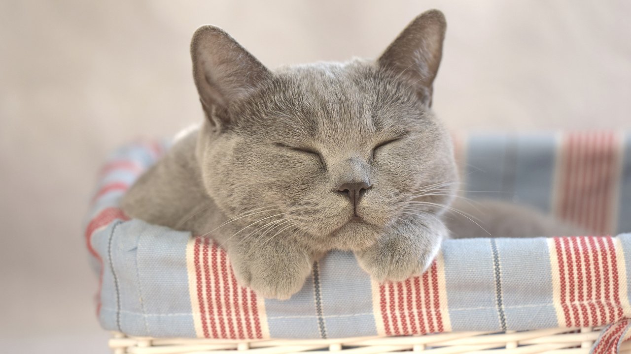 Обои кот, кошка, сон, корзина, cat, sleep, basket разрешение 3840x2400 Загрузить