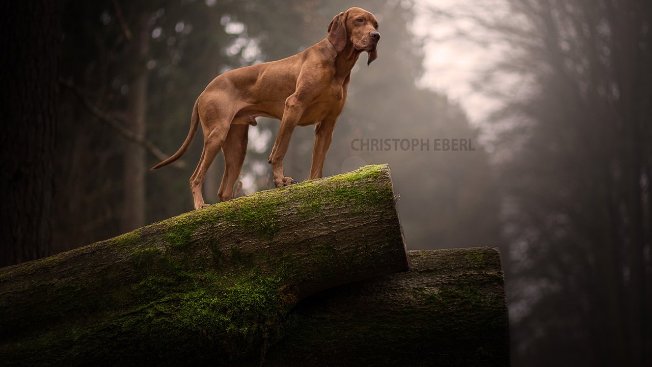 Обои природа, собака, мох, бревно, родезийский риджбек, риджбек, nature, dog, moss, log, rhodesian ridgeback, ridgeback разрешение 1920x1200 Загрузить