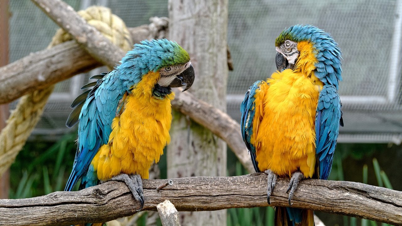 Обои птицы, пара, зоопарк, попугаи, birds, pair, zoo, parrots разрешение 2560x1922 Загрузить