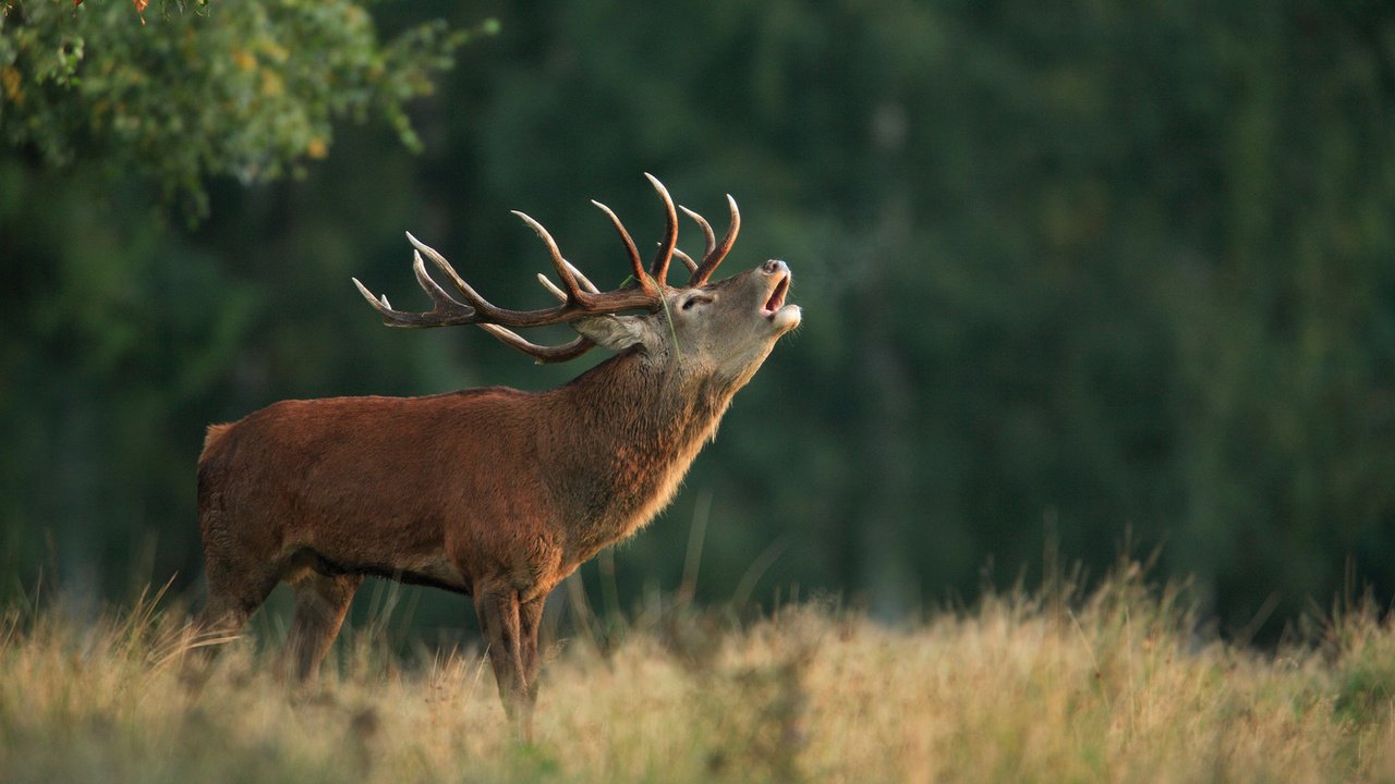 Обои природа, олень, фон, рога, благородный олень, марал, nature, deer, background, horns, red deer, maral разрешение 1920x1200 Загрузить