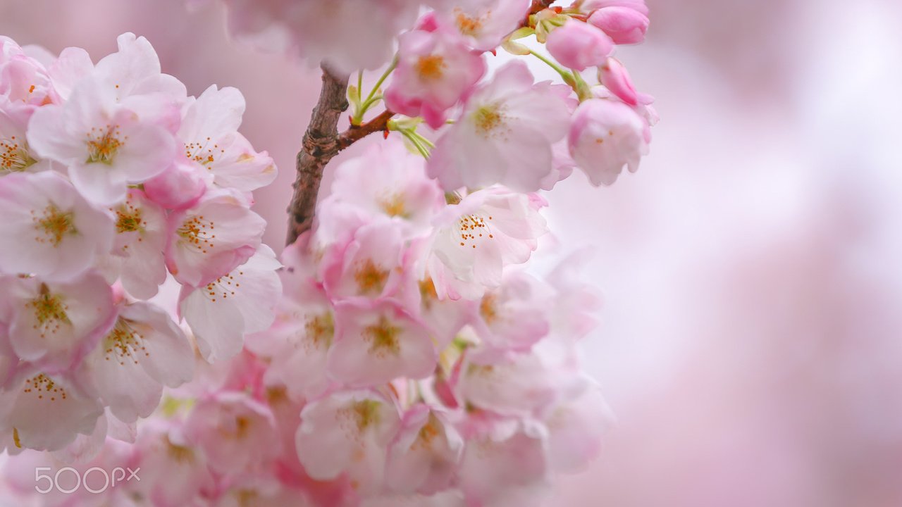 Обои цветы, цветение, весна, сакура, flowers, flowering, spring, sakura разрешение 1920x1200 Загрузить