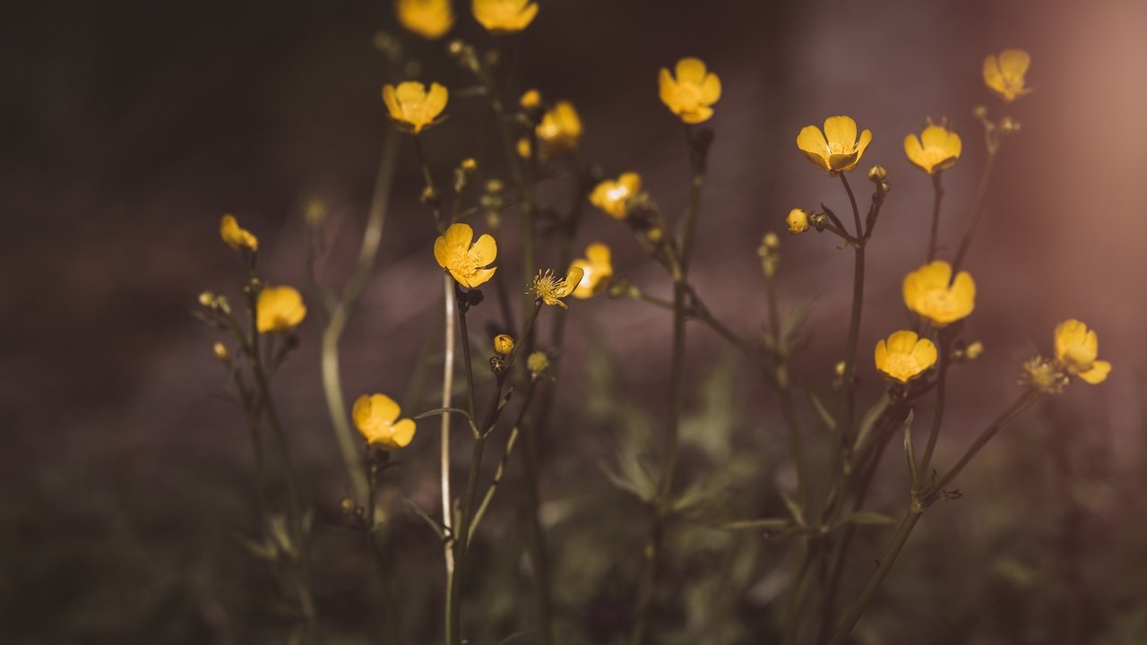 Обои цветы, растения, размытие, лютики, желтые цветы, flowers, plants, blur, buttercups, yellow flowers разрешение 3000x2003 Загрузить