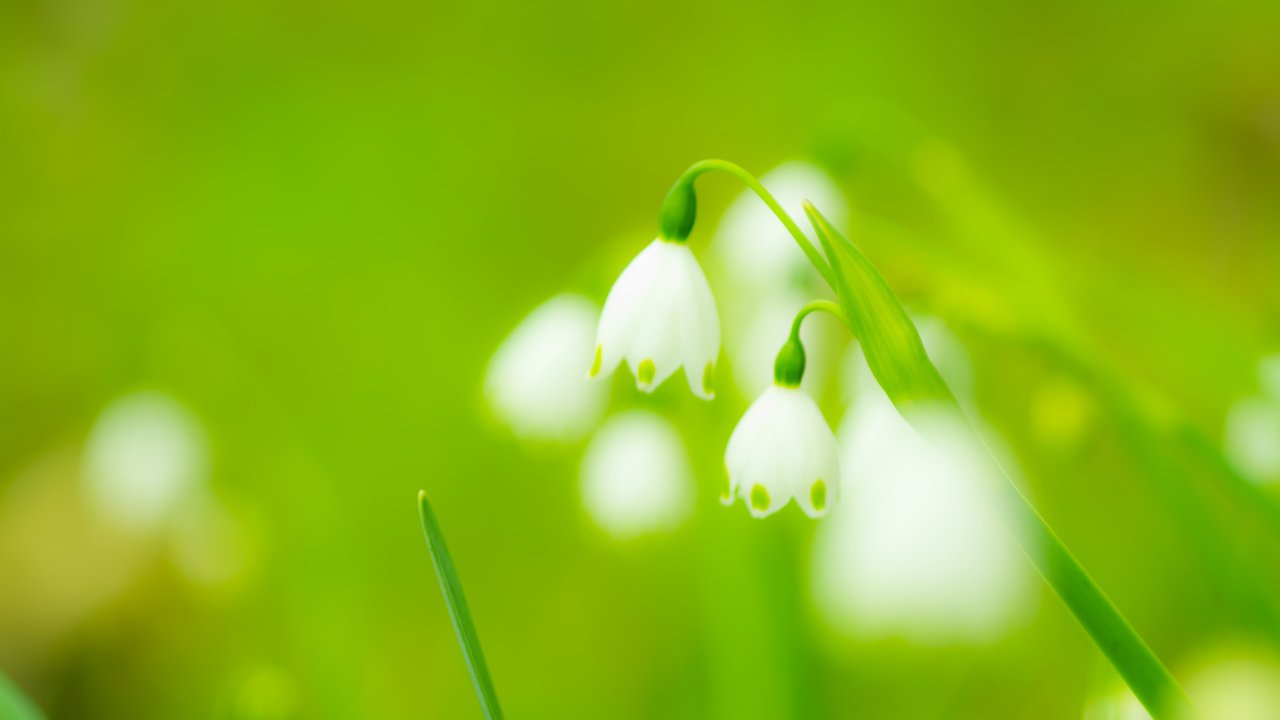 Обои цветы, весна, подснежники, flowers, spring, snowdrops разрешение 3840x2400 Загрузить