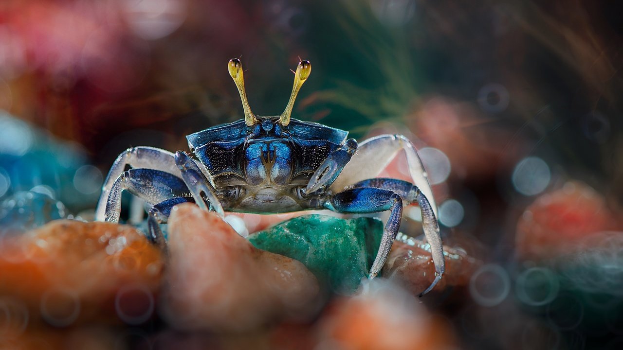 Обои камни, макро, краб, боке, клешни, stones, macro, crab, bokeh, claws разрешение 2499x1655 Загрузить