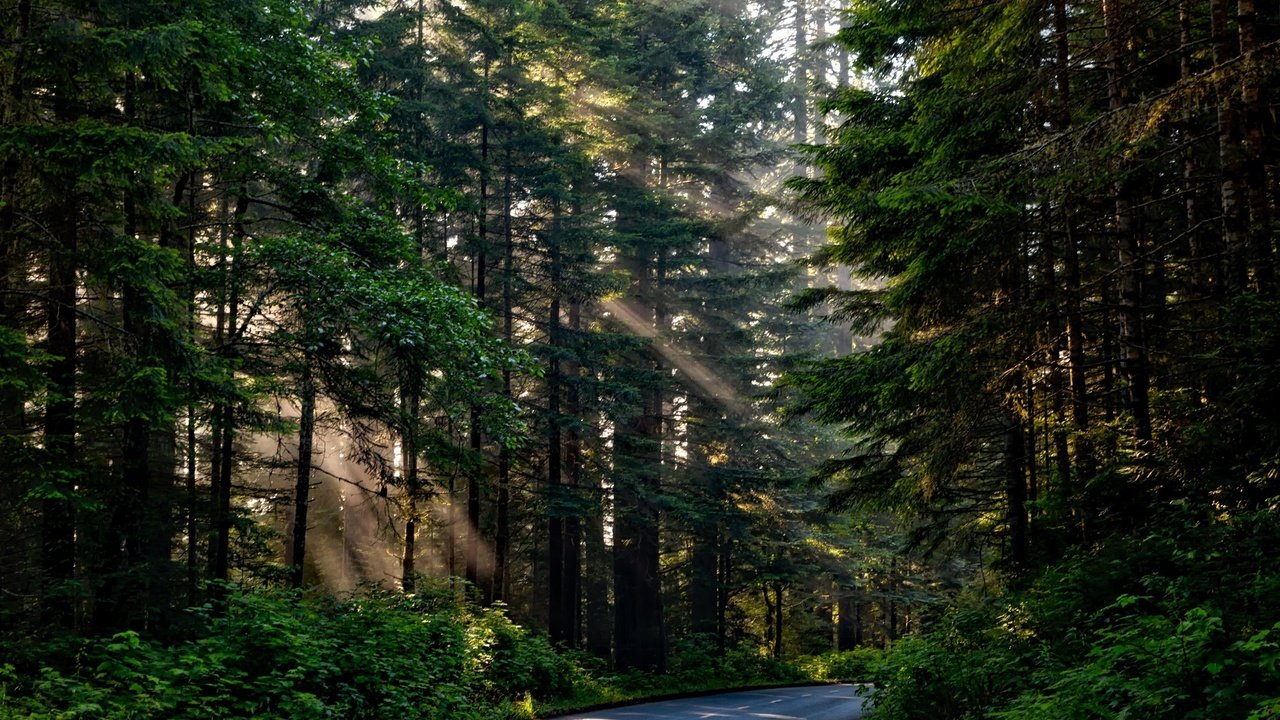 Обои дорога, деревья, природа, лес, ветки, солнечные лучи, road, trees, nature, forest, branches, the sun's rays разрешение 2201x1467 Загрузить