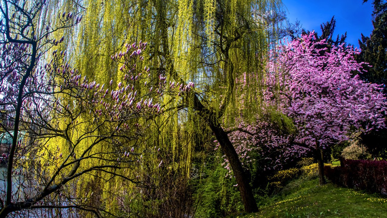 Обои трава, деревья, природа, цветение, парк, весна, пруд, grass, trees, nature, flowering, park, spring, pond разрешение 2360x1520 Загрузить