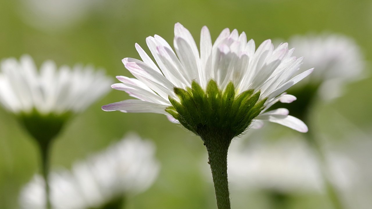 Обои цветы, лепестки, размытость, ромашки, белые, стебли, flowers, petals, blur, chamomile, white, stems разрешение 4208x2720 Загрузить