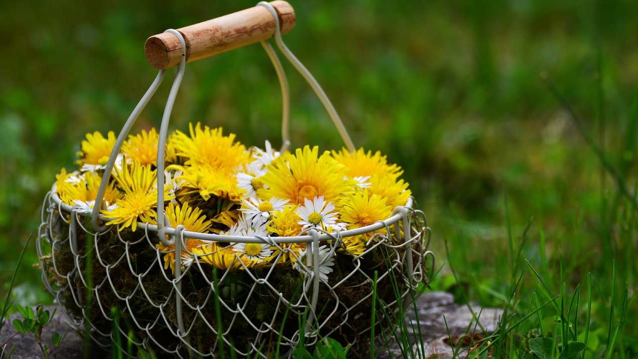 Обои цветы, трава, природа, весна, ромашки, одуванчики, корзинка, flowers, grass, nature, spring, chamomile, dandelions, basket разрешение 6000x4000 Загрузить