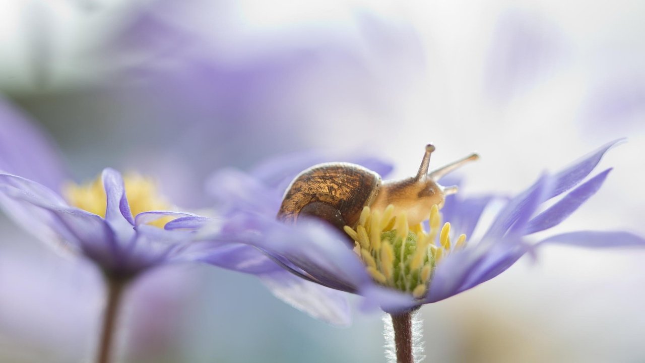 Обои цветы, природа, макро, лепестки, улитка, flowers, nature, macro, petals, snail разрешение 2048x1365 Загрузить