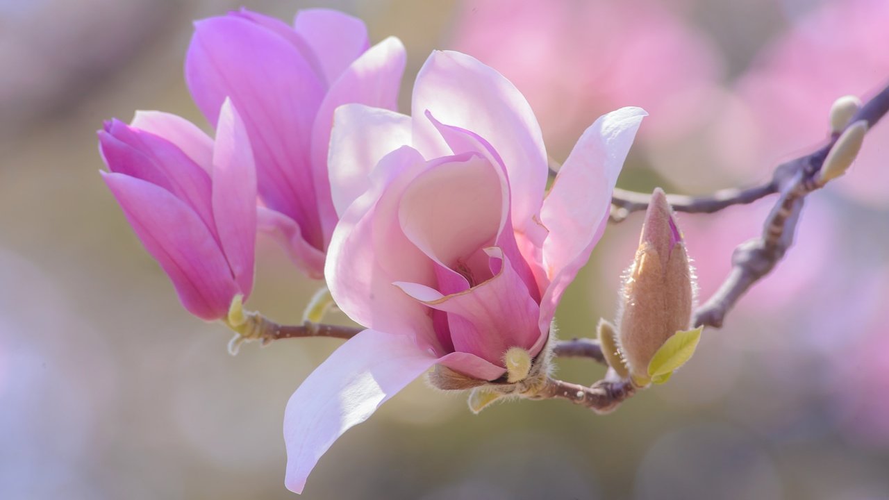 Обои цветы, ветка, цветение, бутоны, лепестки, весна, магнолия, flowers, branch, flowering, buds, petals, spring, magnolia разрешение 2048x1152 Загрузить
