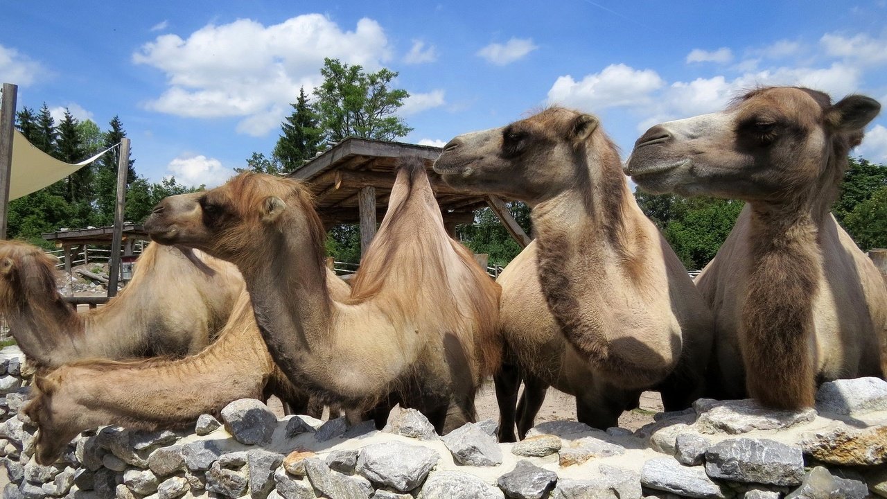 Обои группа, животные, верблюд, верблюды, group, animals, camel, camels разрешение 1923x1506 Загрузить