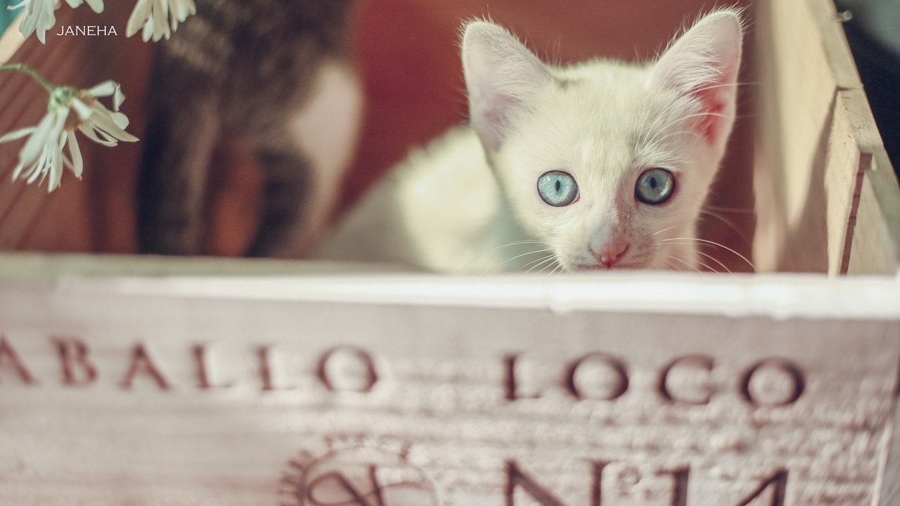 Обои мордочка, взгляд, котенок, ромашки, голубые глаза, ящик, белый котёнок, muzzle, look, kitty, chamomile, blue eyes, box, white kitten разрешение 2835x1890 Загрузить