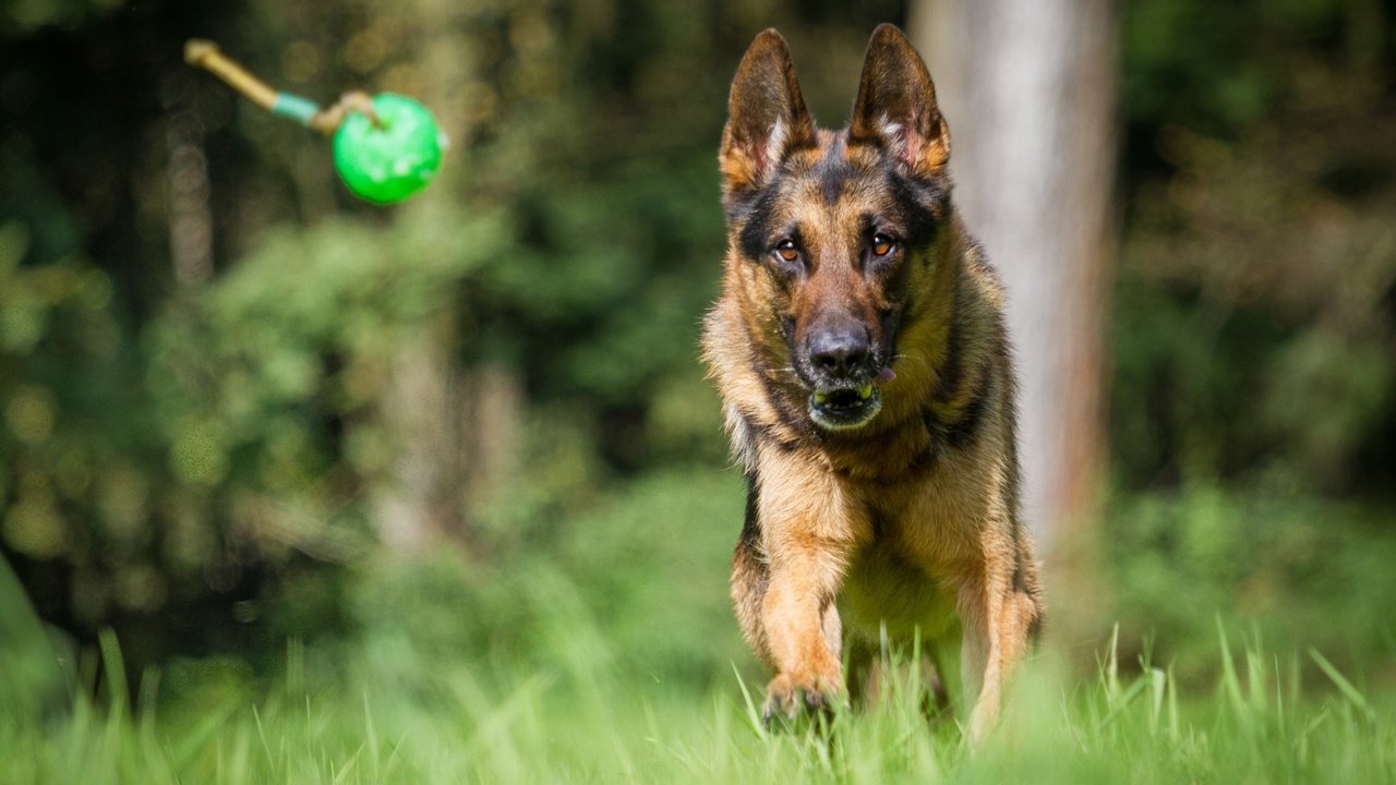 Обои собака, немецкая овчарка, овчарка, dog, german shepherd, shepherd разрешение 1920x1200 Загрузить