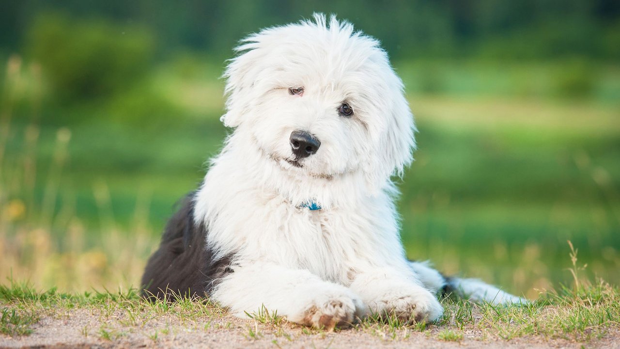 Обои собака, щенок, овчарка, бобтейл, староанглийская овчарка, dog, puppy, shepherd, bobtail, the old english sheepdog разрешение 1920x1200 Загрузить