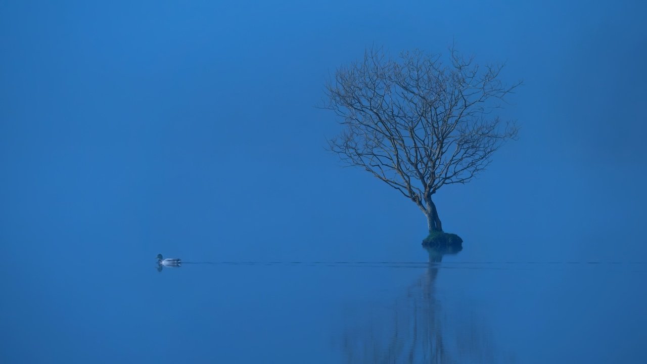 Обои озеро, дерево, отражение, туман, птица, утка, lake, tree, reflection, fog, bird, duck разрешение 2048x1144 Загрузить