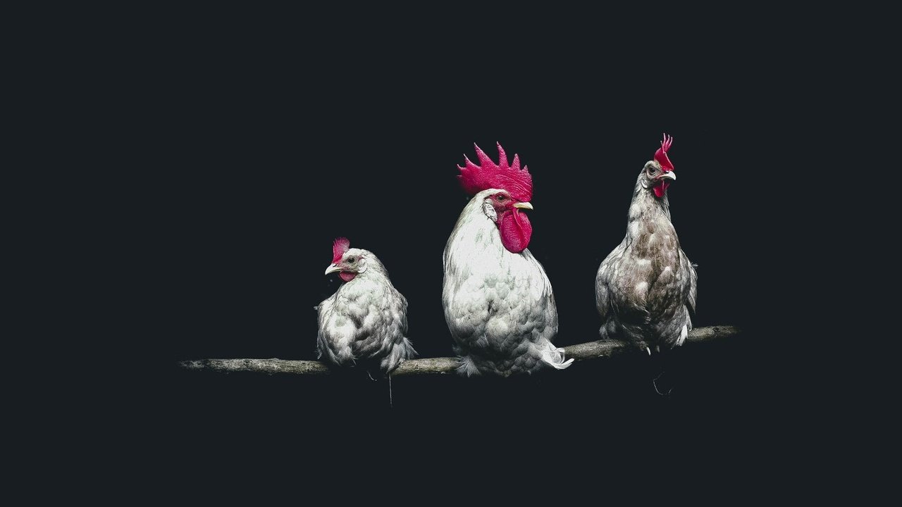Обои птицы, черный фон, петух, курицы, birds, black background, cock, chicken разрешение 2000x1333 Загрузить