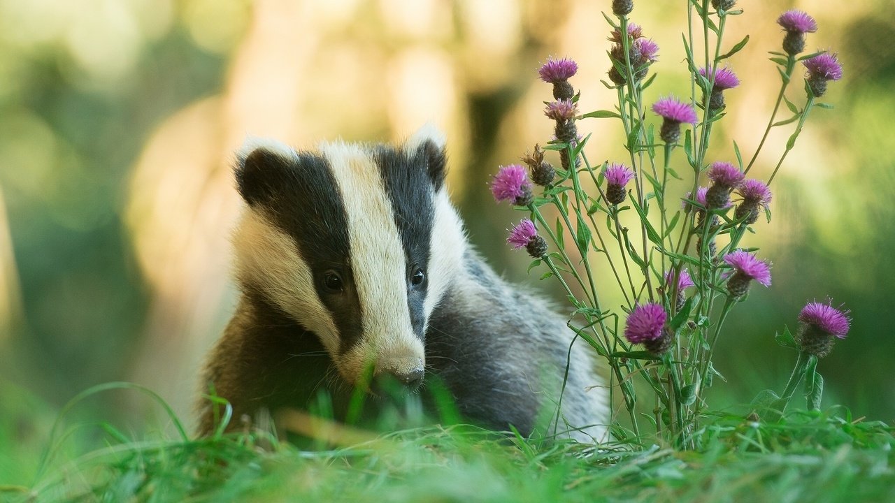 Обои цветы, трава, природа, животное, барсук, flowers, grass, nature, animal, badger разрешение 1920x1200 Загрузить