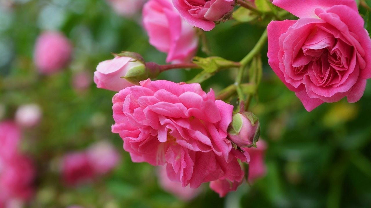 Обои цветы, бутоны, макро, роза, лепестки, розовая роза, flowers, buds, macro, rose, petals, pink rose разрешение 3000x1897 Загрузить