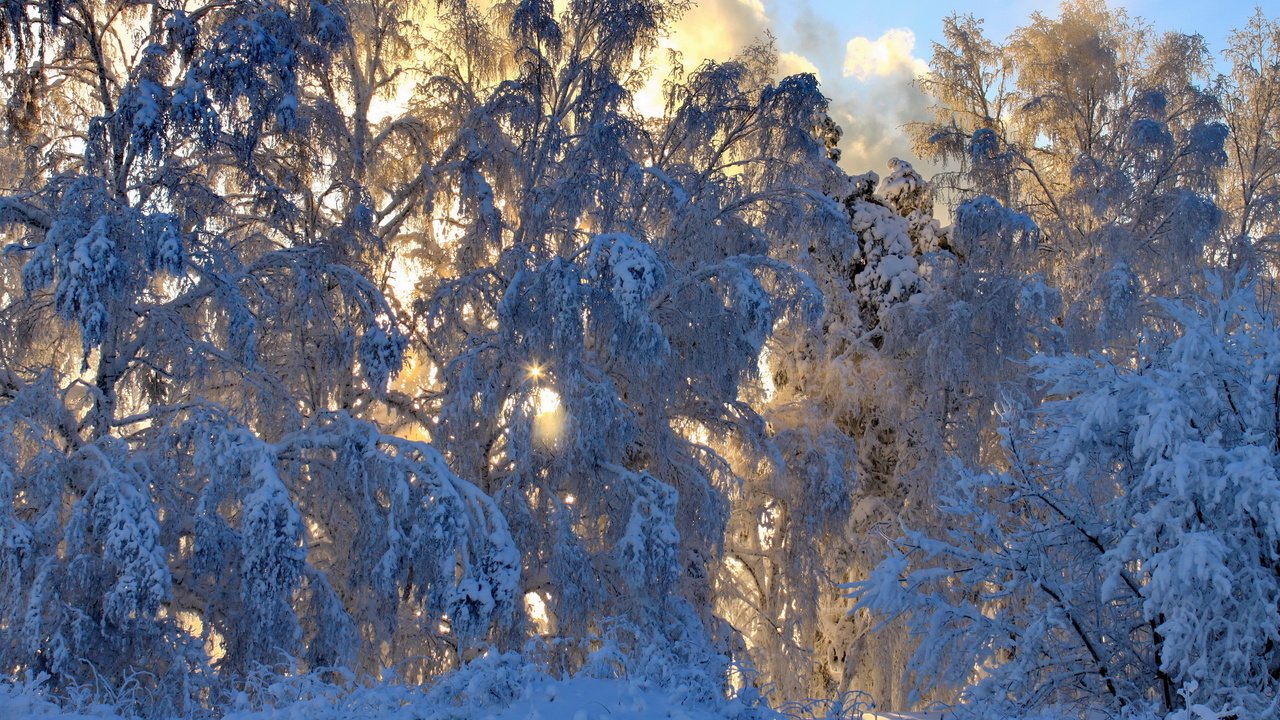 Обои снег, природа, лес, зима, ветки,     деревья, snow, nature, forest, winter, branches, trees разрешение 3456x2304 Загрузить