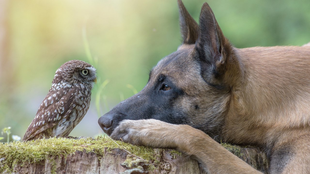 Обои сова, собака, профиль, птица, пень, owl, dog, profile, bird, stump разрешение 2048x1363 Загрузить