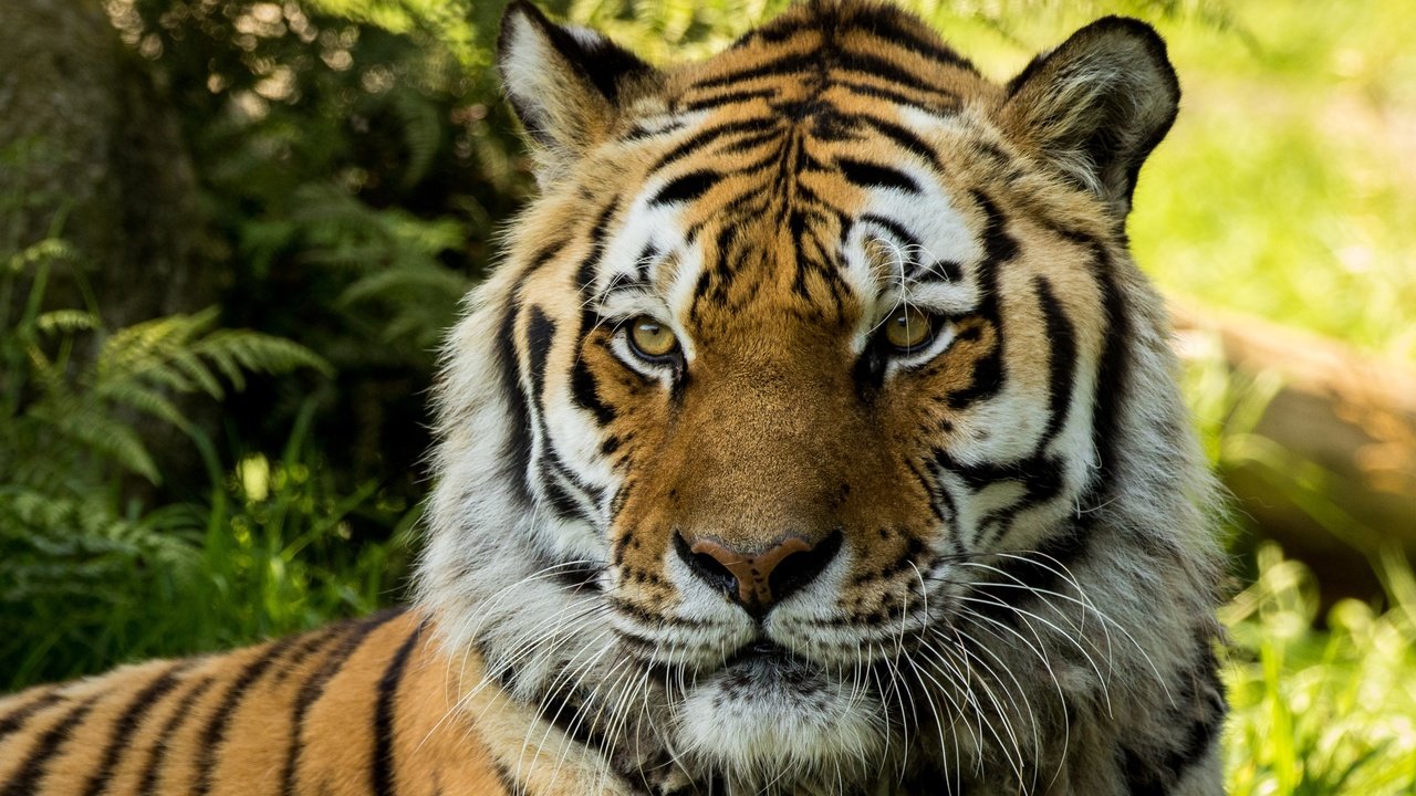 Обои тигр, морда, взгляд, хищник, большая кошка, tiger, face, look, predator, big cat разрешение 2880x1800 Загрузить