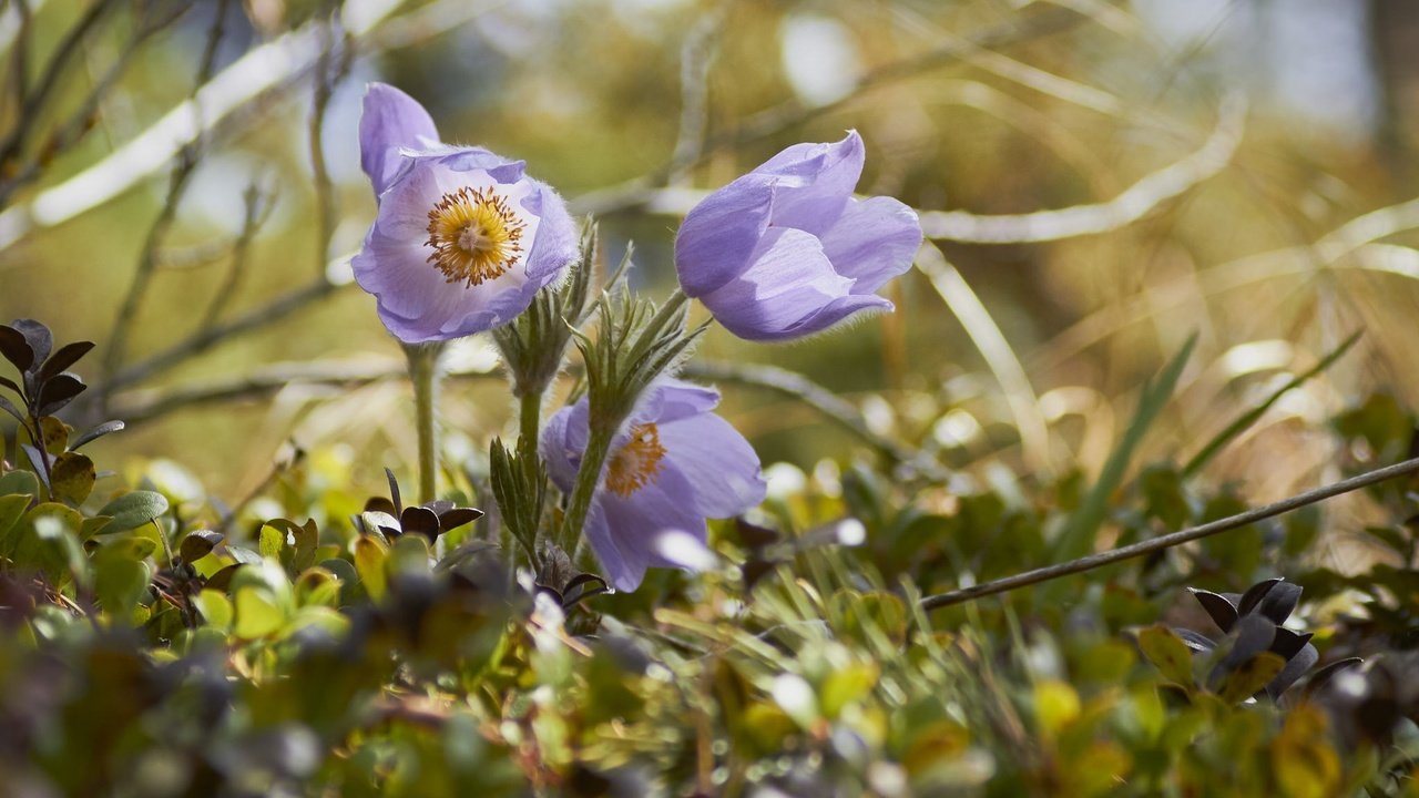 Обои трава, весна, анемон, сон-трава, прострел, grass, spring, anemone, sleep-grass, cross разрешение 2048x1365 Загрузить