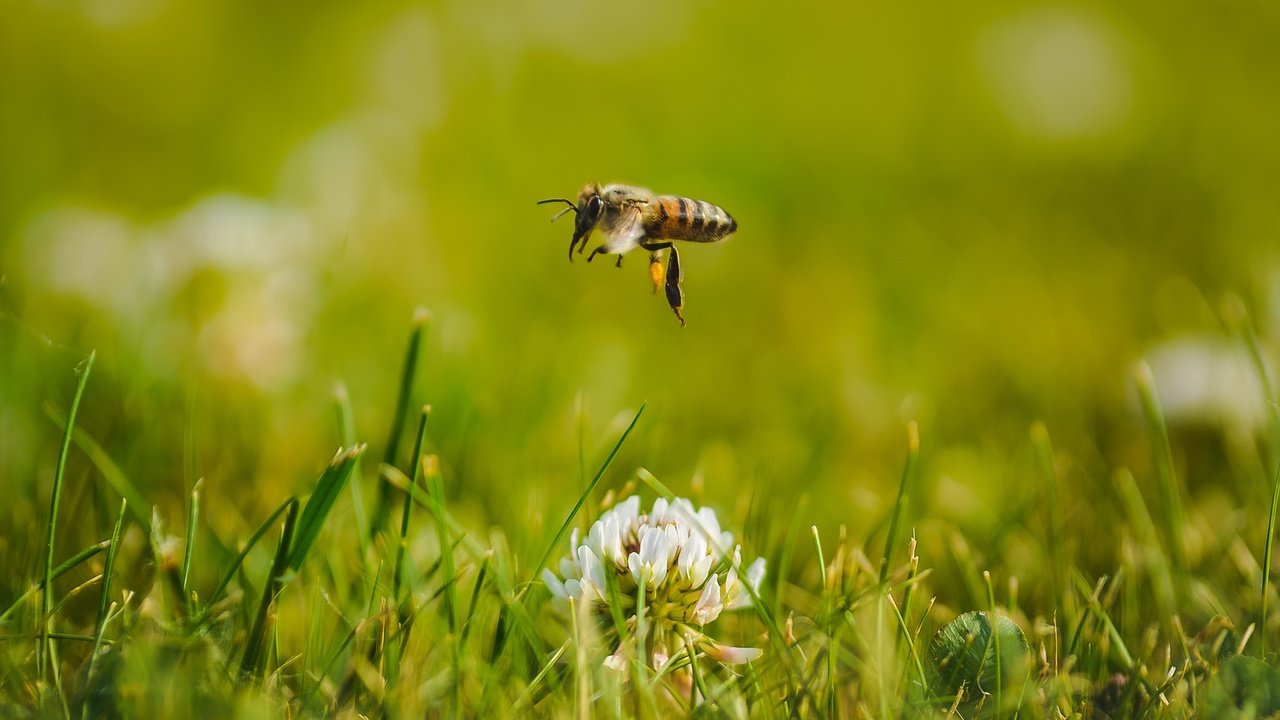 Обои цветы, трава, клевер, макро, насекомое, пчела, flowers, grass, clover, macro, insect, bee разрешение 2401x1501 Загрузить