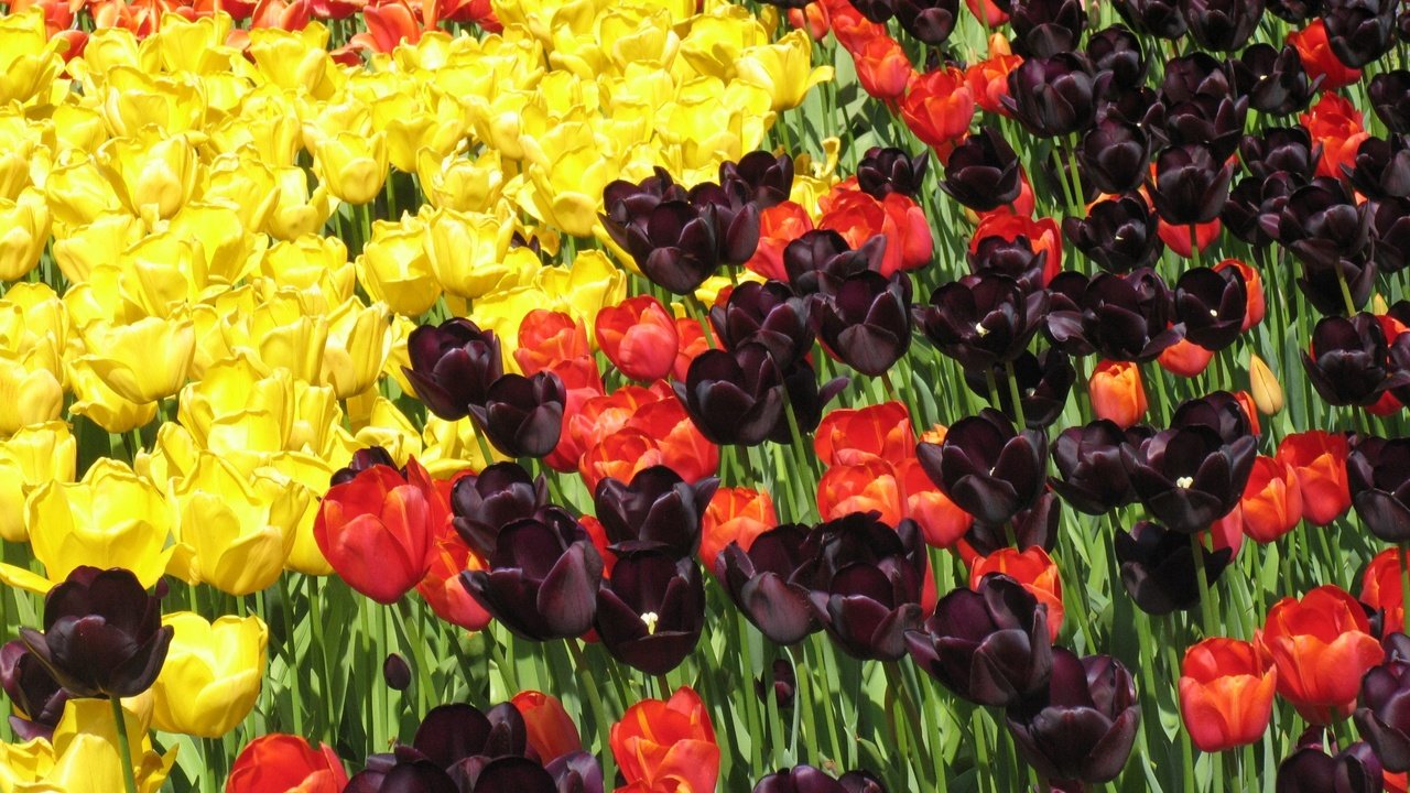 Обои цветы, весна, тюльпаны, flowers, spring, tulips разрешение 2272x1704 Загрузить