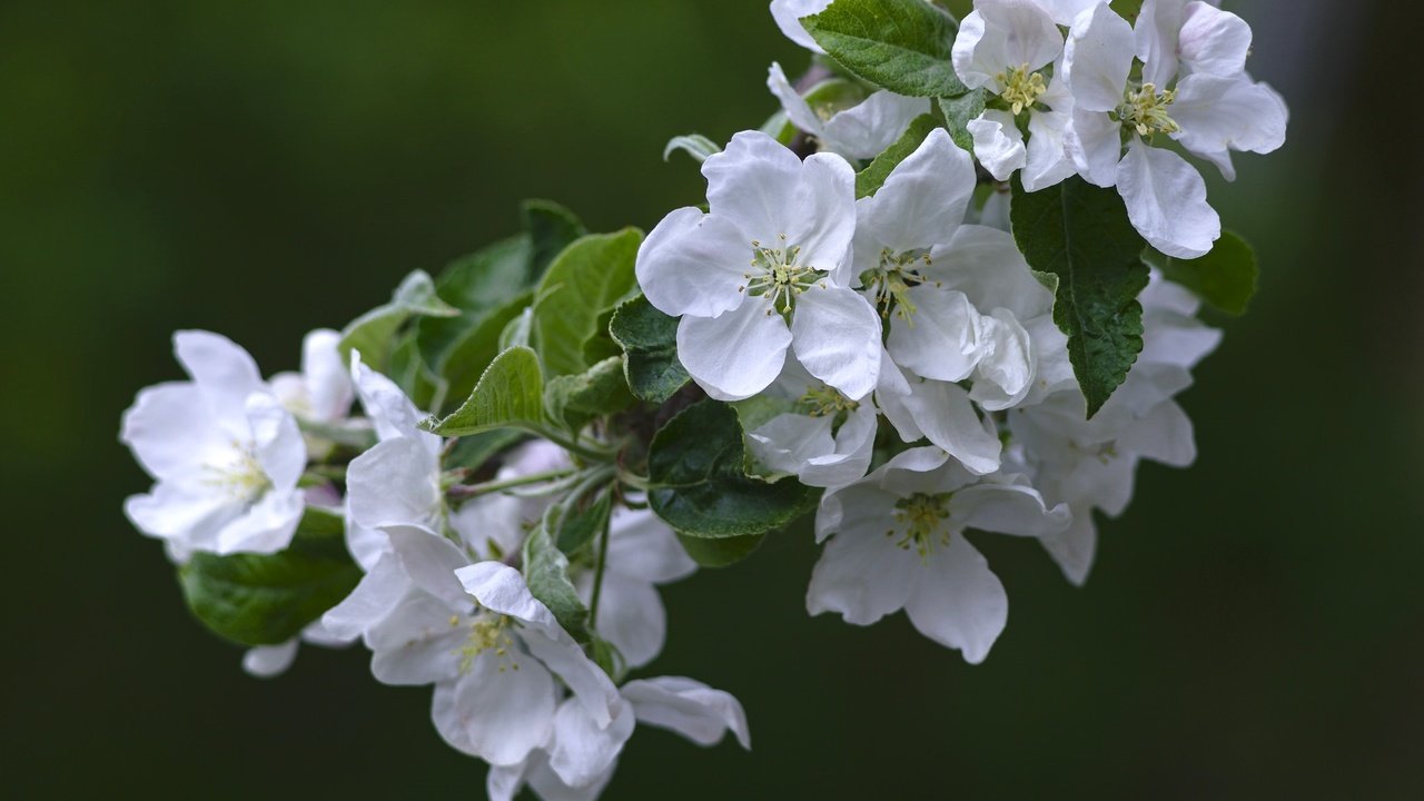 Обои цветы, ветка, природа, цветение, весна, груша, flowers, branch, nature, flowering, spring, pear разрешение 2048x1365 Загрузить